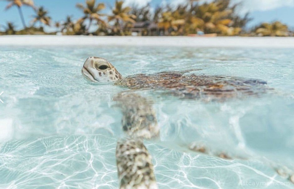 Dive Instructor With a Romantic Side